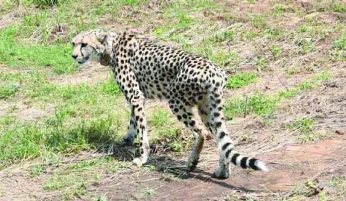 Gujarat nears landmark