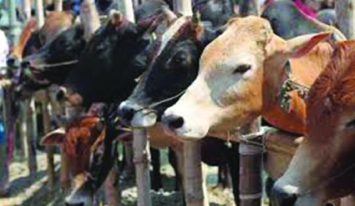 Bakri Eid