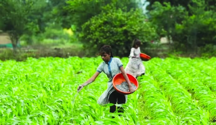 Fertiliser subsidy
