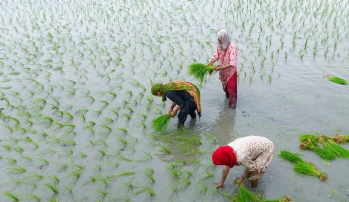 government-has-approved-higher-msp-for-14-kharif-crops-for-2026-27-with-sunflower-seed-and-cotton-seeing-the-biggest-increases-aiming-to-ensure-better-returns-for-farmers-