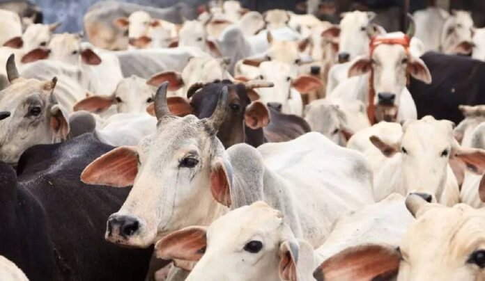 Cow Carcasses