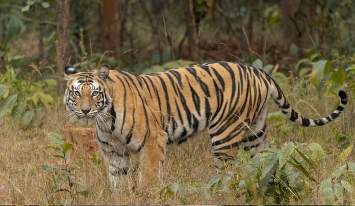 tiger-attack-near-bandhavgarh-reserve-kills-woman-sparks-anger-among-villagers-