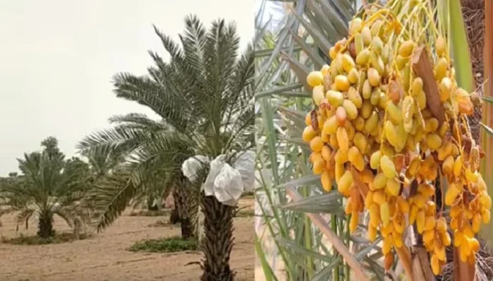 Rajasthan